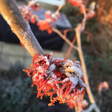 Witch Hazel 'Diane'