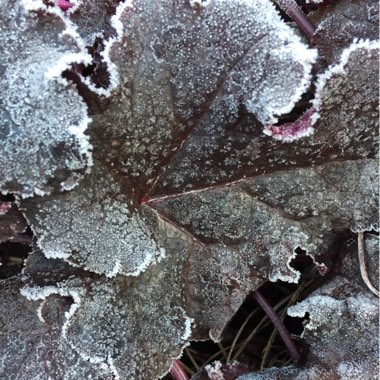 Alumroot