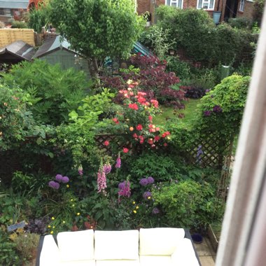 Elaine's garden