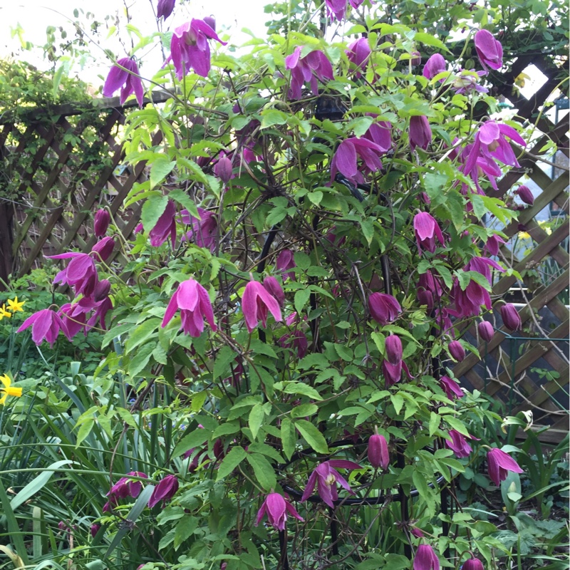 Plant image Clematis alpina 'Constance'