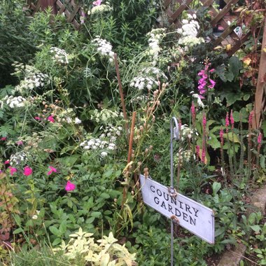 Elaine's garden
