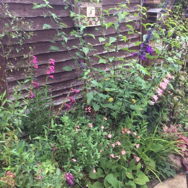Elaine's garden