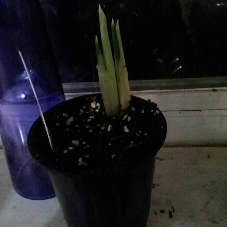 plant image 634452
