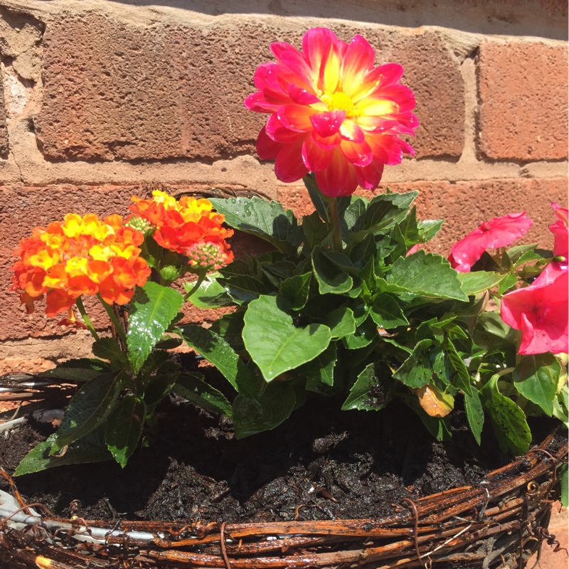 Border Dahlia