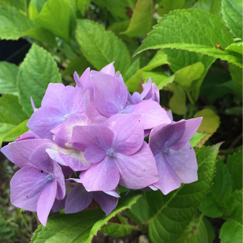 Hydrangea