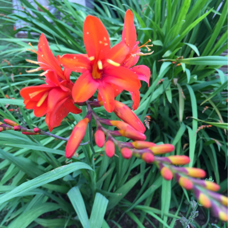 Montbretia (Species) Aunt Eliza Montbretia