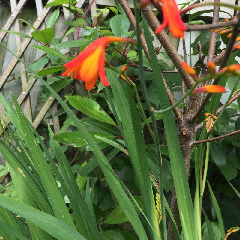 Montbretia