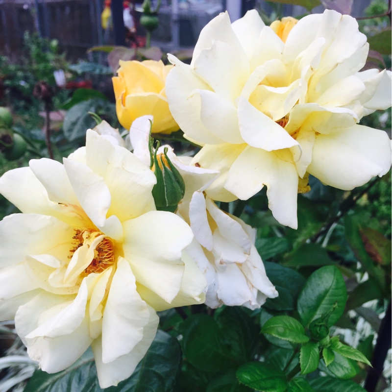Tasha's garden