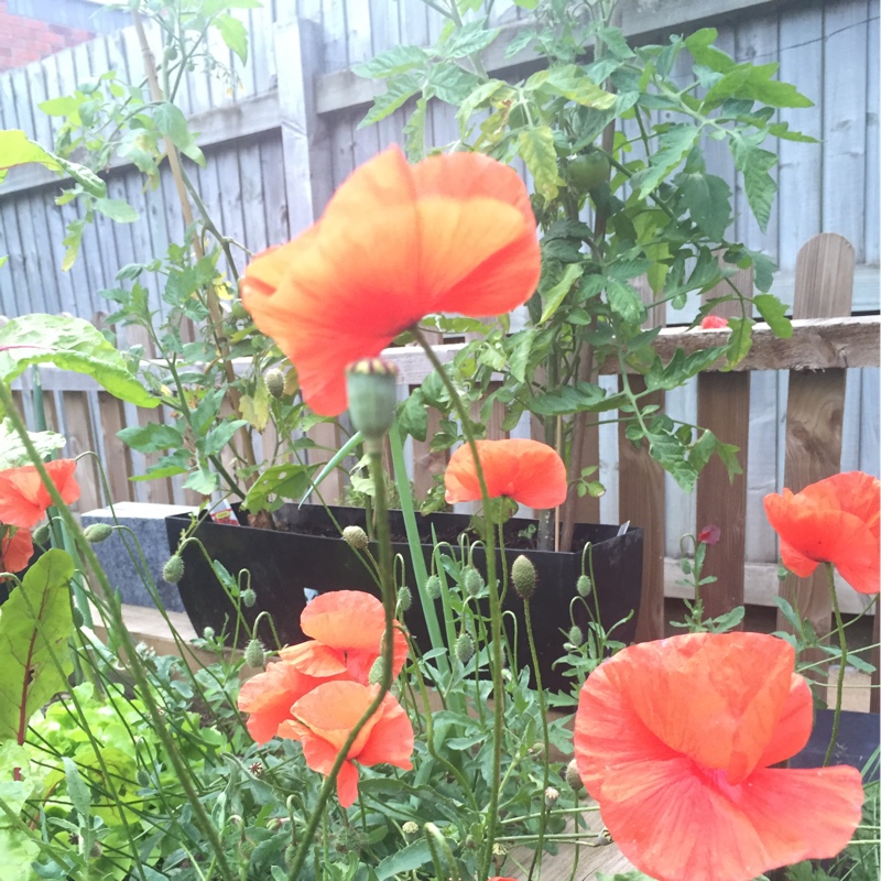 Flanders Poppy