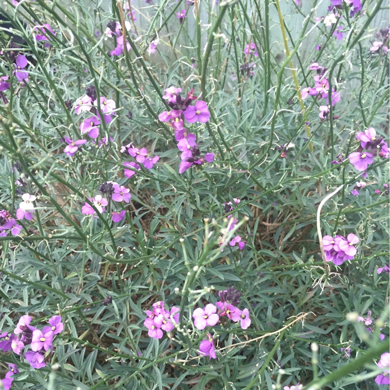 Wallflower 'Bowles's Mauve'