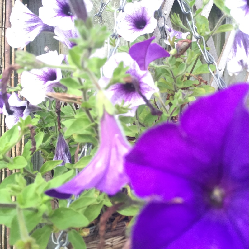 Petunia