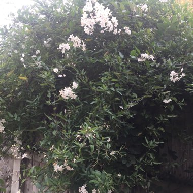 Tasha's garden