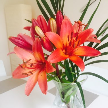 Lily