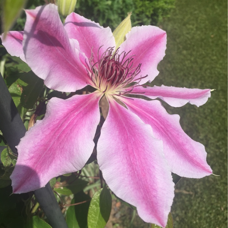 Clematis 'Nelly Moser'