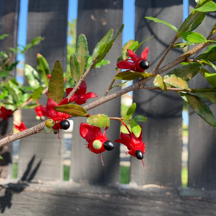 Plant image Ochna serrulata