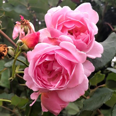 Rosa (Floribunda)