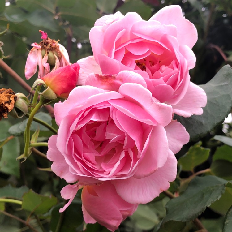 Plant image Rosa (Floribunda)