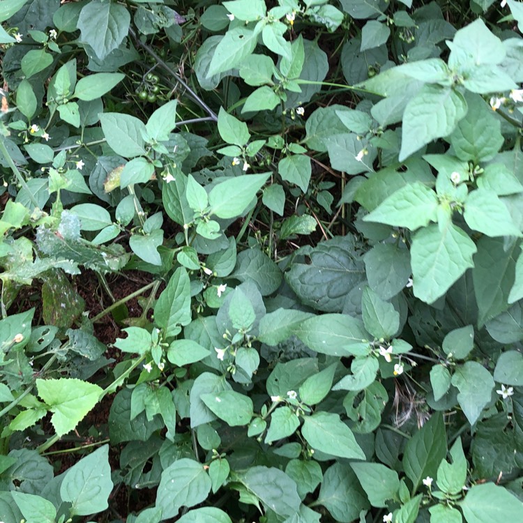Plant image Solanum americanum