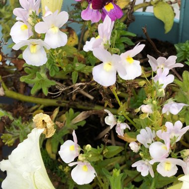 Nemesia 'Wisley Vanilla'