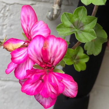 Pelargonium (Geranium)