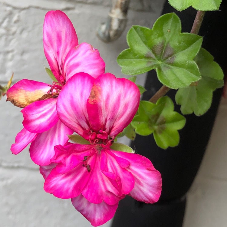 plant image 1535969
