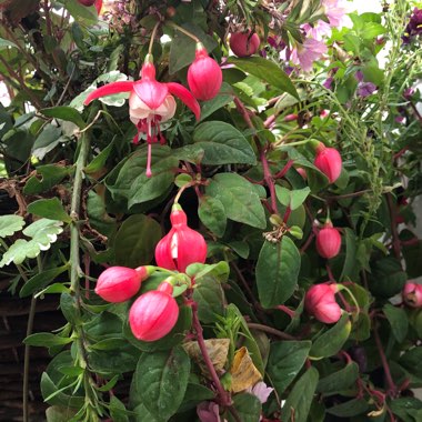 Fuchsia 'Mrs Popple'