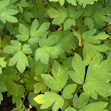 Common Bleeding Heart