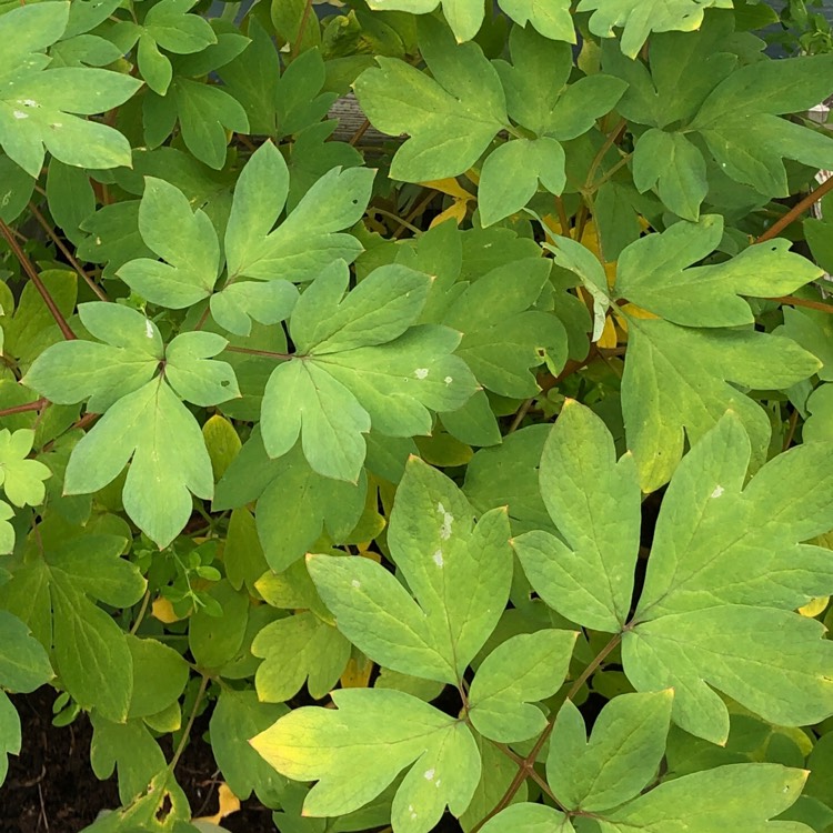 plant image 1535972
