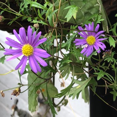 Frikart's Aster 'Jungfrau'