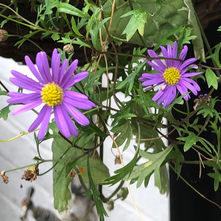 plant image 1535980