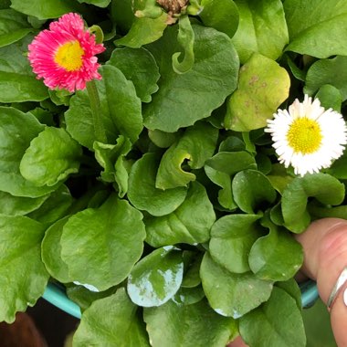 Daisy