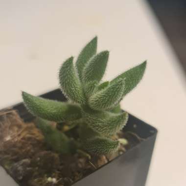 Crassula mesembryanthemoides