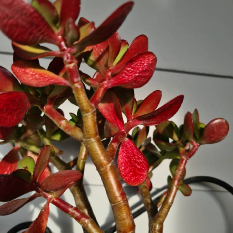 plant image 1333719