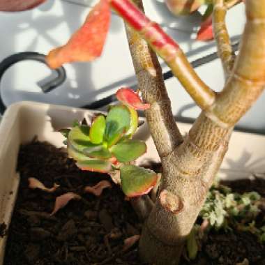 Hummel's Sunset Jade