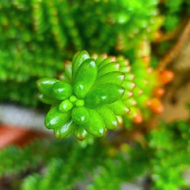 Sedum 'Pink Jelly Beans'
