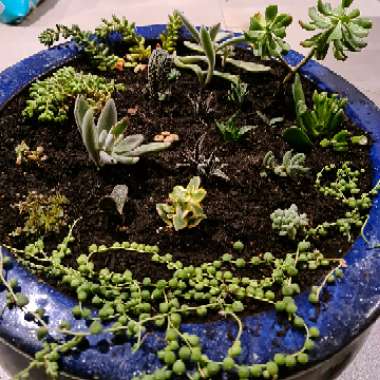 Miss Planty's garden