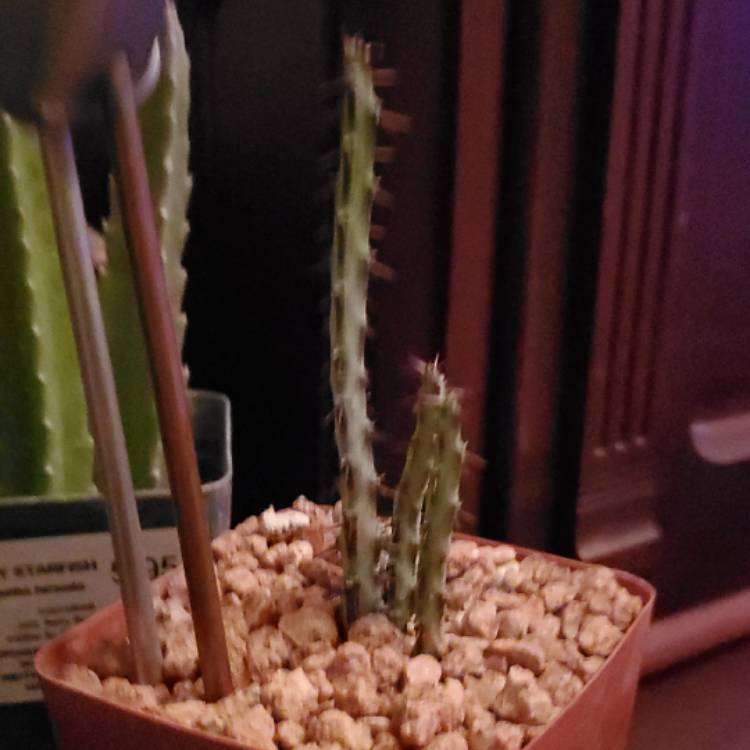 plant image 1183313