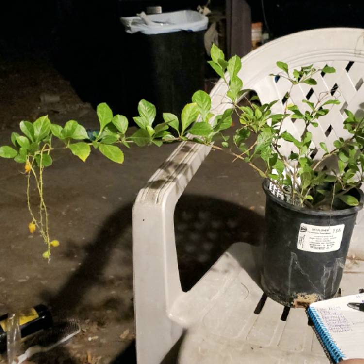 Plant image Duranta erecta 'Sweet Memory