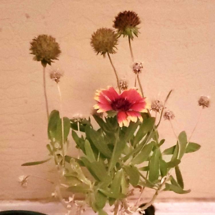 plant image 1183326