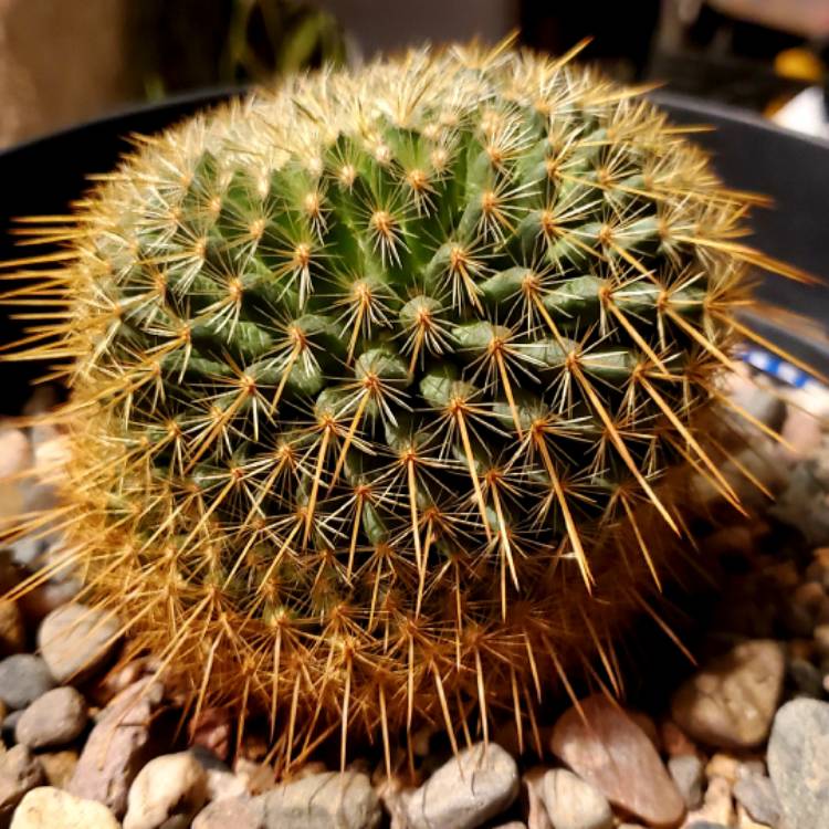 plant image 1187575
