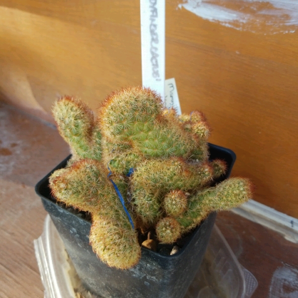 Plant image Mammillaria elongata 'Cristata'
