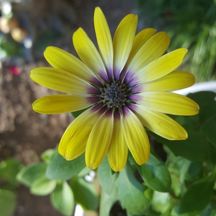 plant image 814632 plant image 814632
