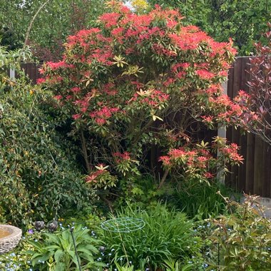 Lisa's garden