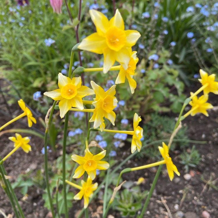plant image 1299258