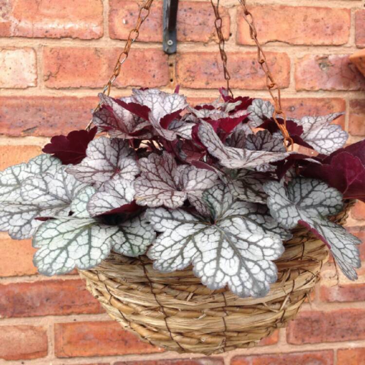 Plant image Heuchera 'Glitter'