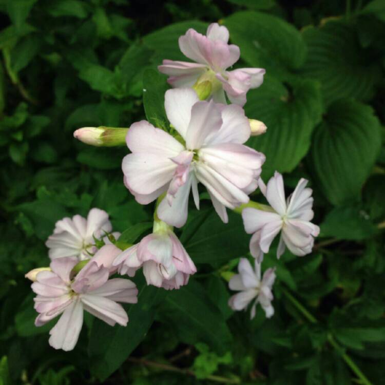 Plant image Saponaria officinalis 'Rosea Plena'
