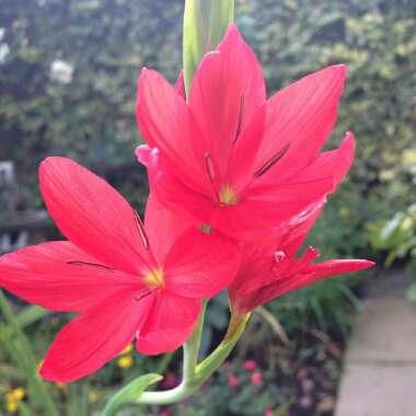 Hesperantha coccinea 'Major' syn. Schizostylis coccinea 'Major'