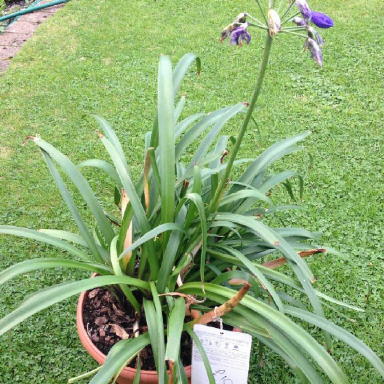 Plant image Agapanthus 'Northern Star'