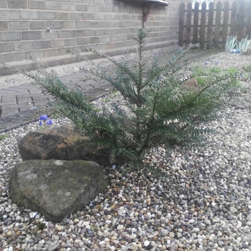 Plant image Taxus baccata 'Repandens'