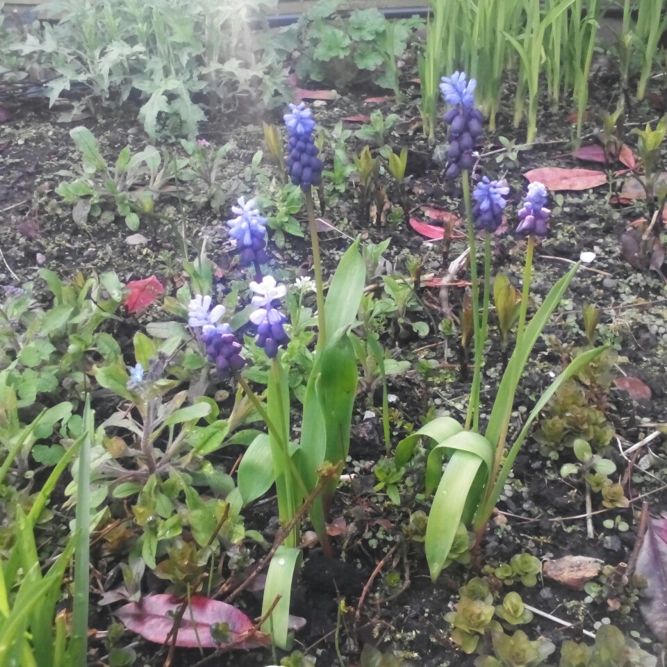 Plant image Muscari neglectum